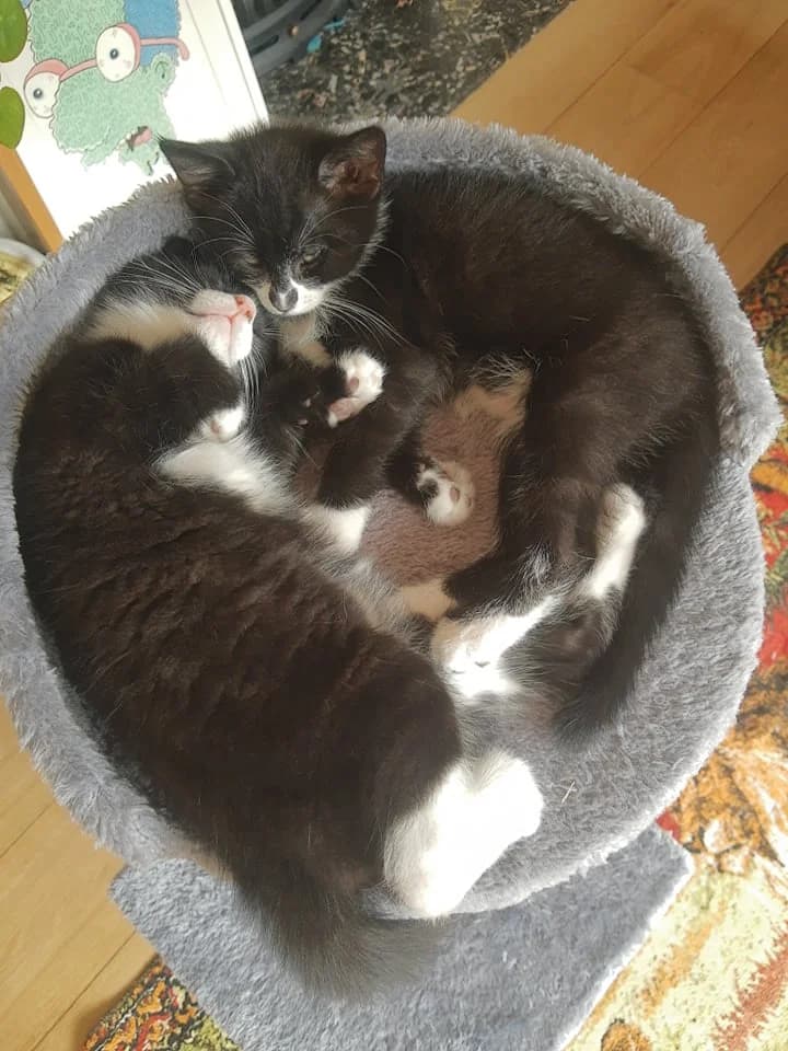 KITTENS ALERT, female senior Mixed Breed for adoption at Stokey Cats and Dogs