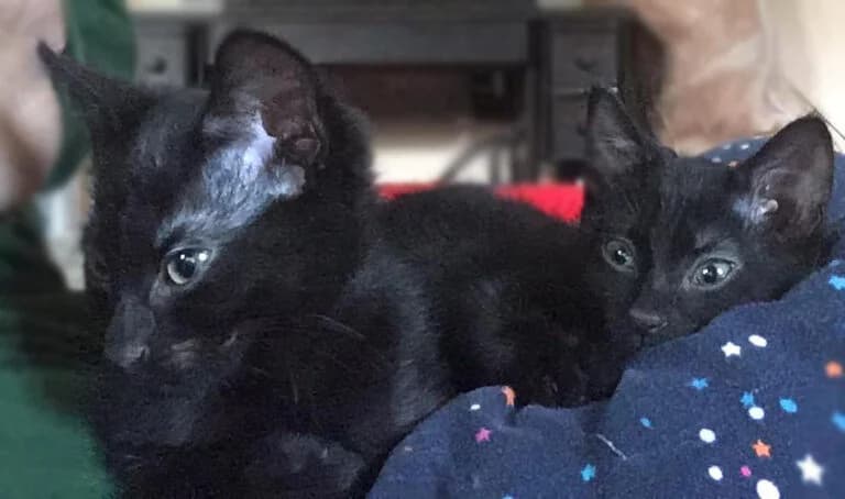 Bubble and Squeak,  puppy Mixed Breed for adoption at Stokey Cats and Dogs