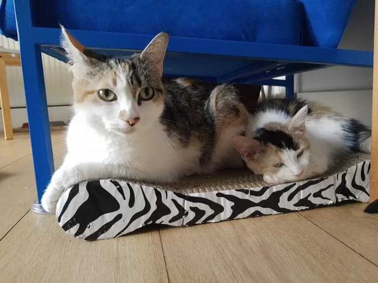 GiGi and Roz, female puppy Mixed Breed for adoption at Stokey Cats and Dogs