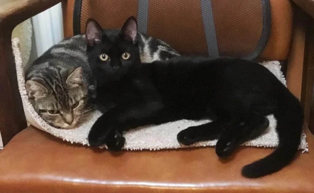 Poppy and Bean, female puppy Mixed Breed for adoption at Stokey Cats and Dogs