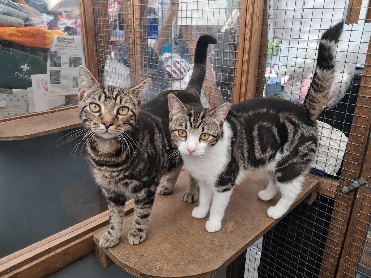 Vanda & Tino,  puppy Mixed Breed for adoption at Stopford Cat Rescue