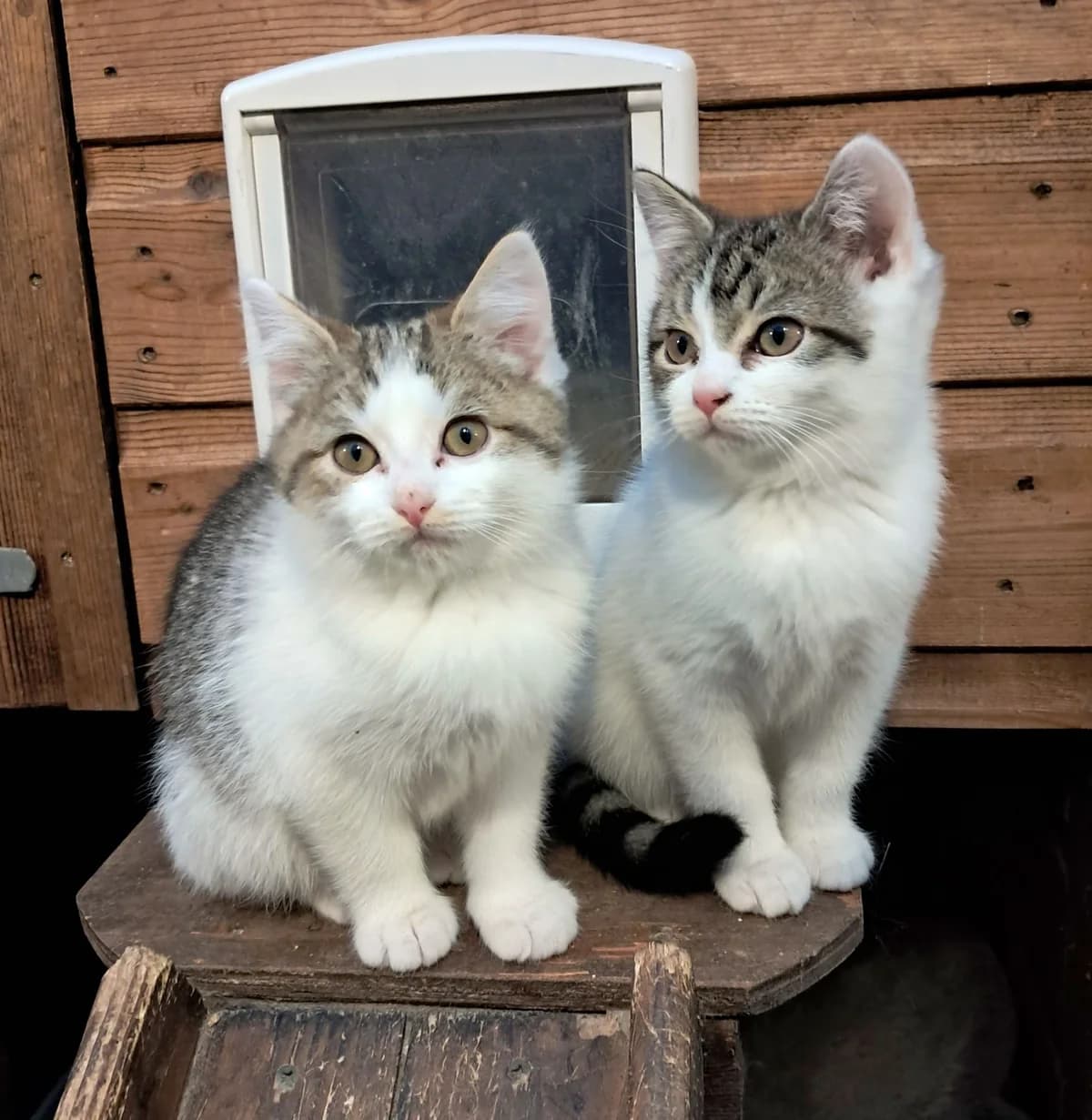 Sherlock & Holmes, male puppy Mixed Breed for adoption at Stopford Cat Rescue