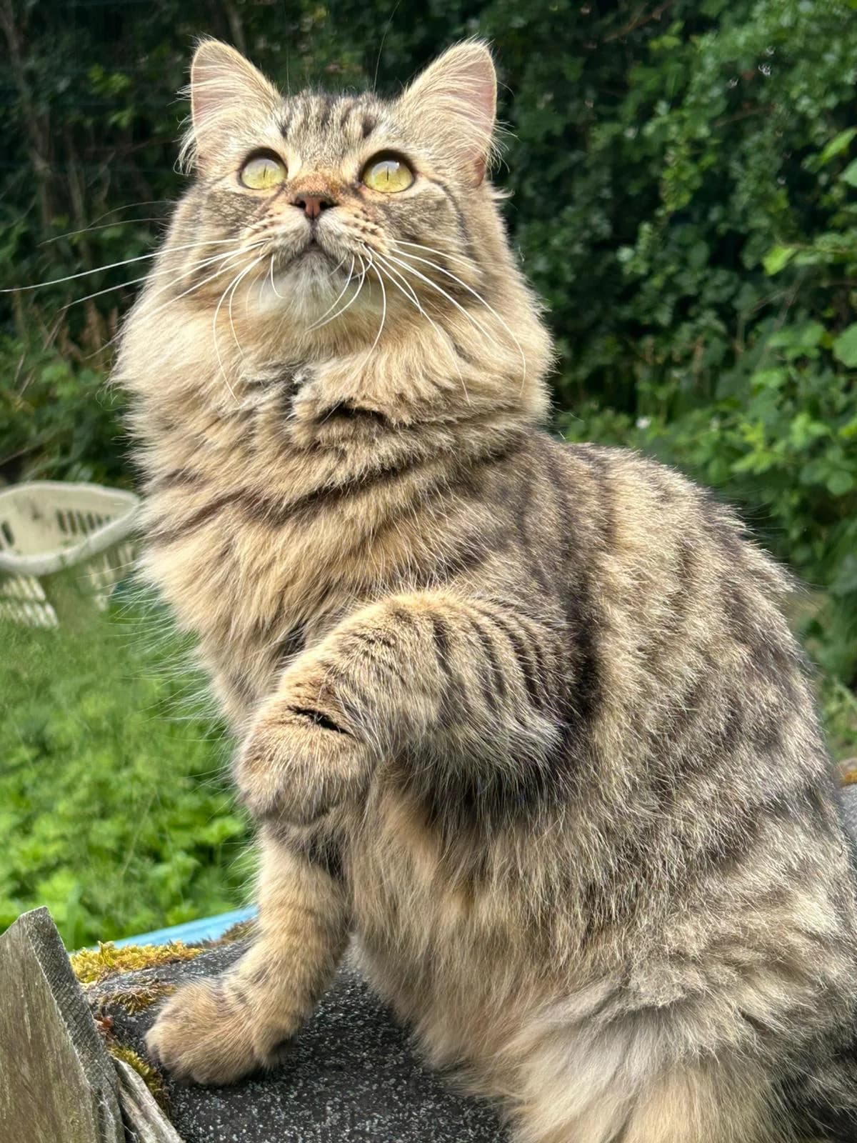 Copper, female young Mixed Breed for adoption at Stopford Cat Rescue