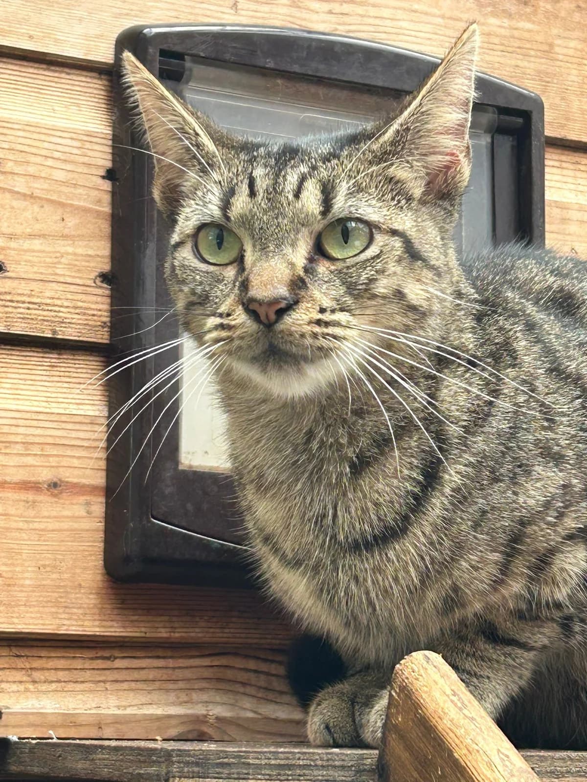 Heidi, female young Mixed Breed for adoption at Stopford Cat Rescue