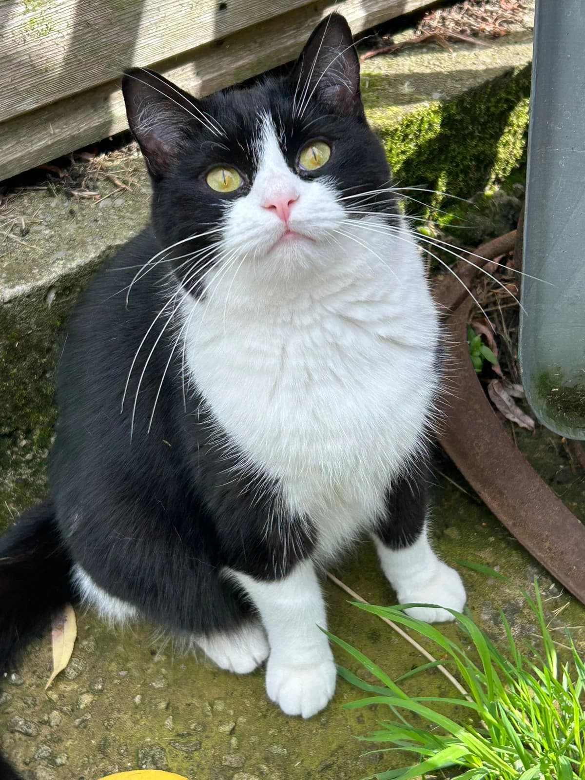 Chickpea, female young Mixed Breed for adoption at Stopford Cat Rescue