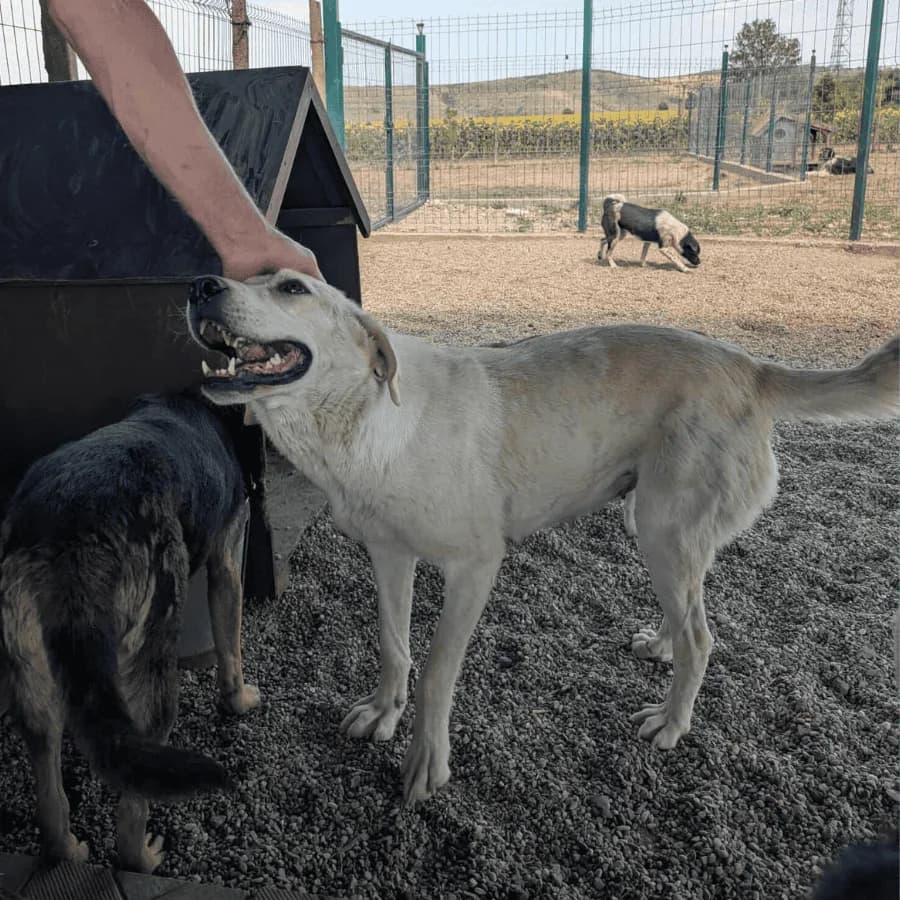 ALFA (milo), female 6yo Mixed Breed for adoption at Stray2Me Rescue