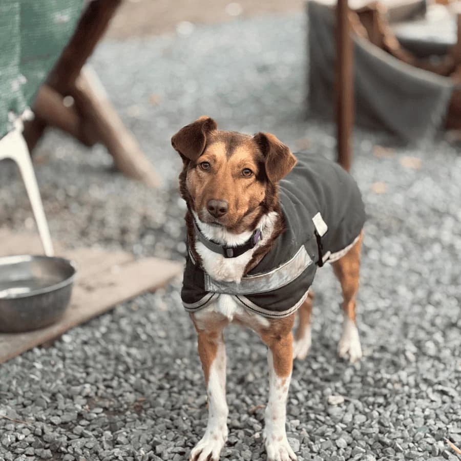ALMA (gt), female young Mixed Breed for adoption at Stray2Me Rescue