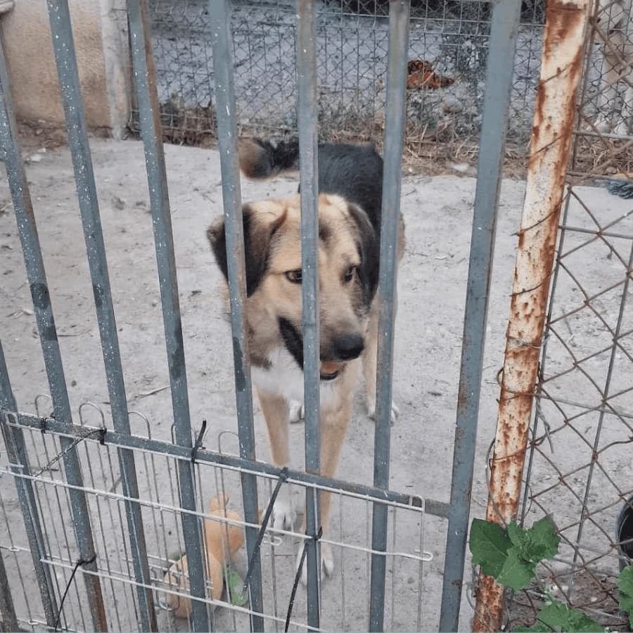 ARAMIS (aa), male Mixed Breed for adoption at Stray2Me Rescue