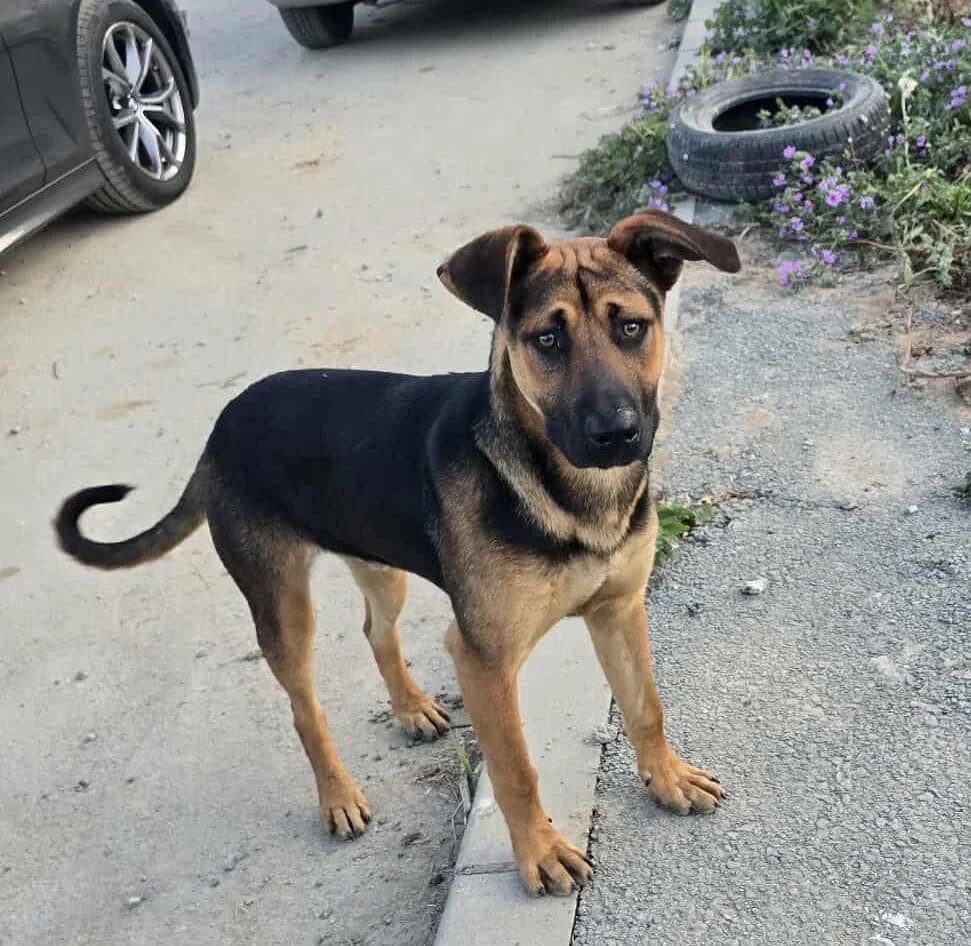 ARES (fa), male young Mixed Breed for adoption at Stray2Me Rescue
