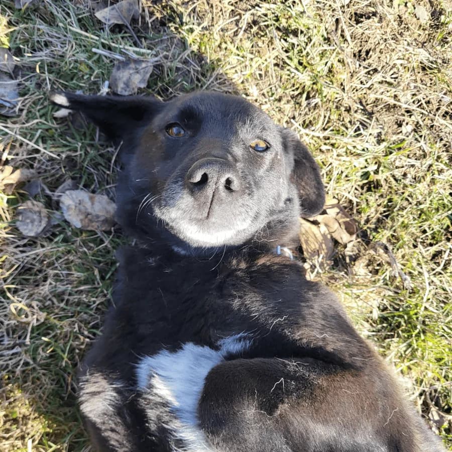 ARI (ap), female 7yo Mixed Breed for adoption at Stray2Me Rescue