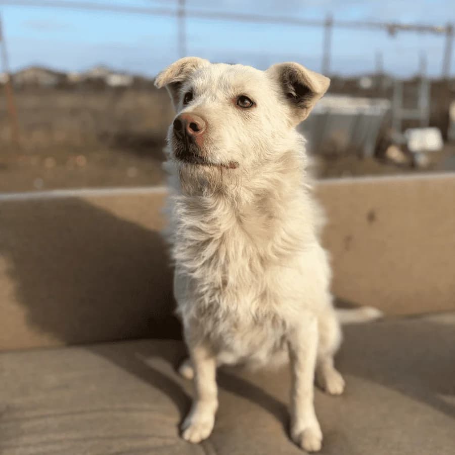 AXEL (gt), male young Mixed Breed for adoption at Stray2Me Rescue
