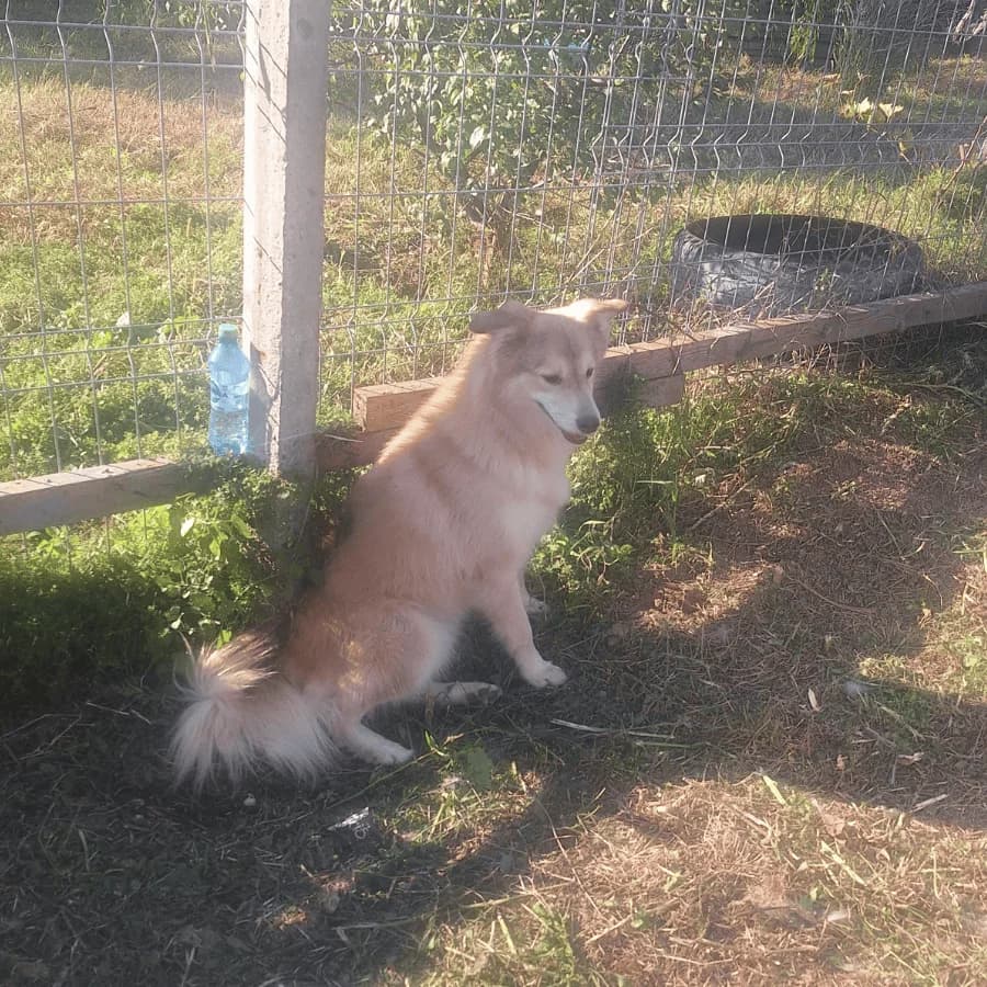 BARNEY (rra), male Mixed Breed for adoption at Stray2Me Rescue