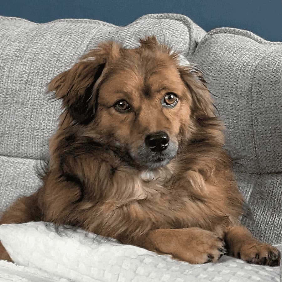 BEAR, male 5yo Mixed Breed for adoption at Stray2Me Rescue