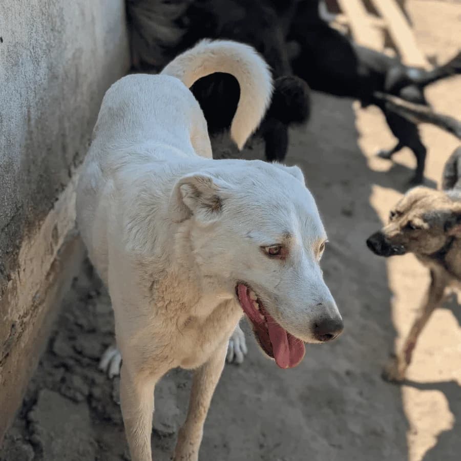 BEAUTY (lb), female Mixed Breed for adoption at Stray2Me Rescue