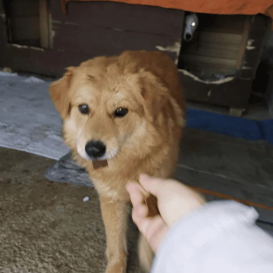 BETTY (rrc), female puppy Mixed Breed for adoption at Stray2Me Rescue