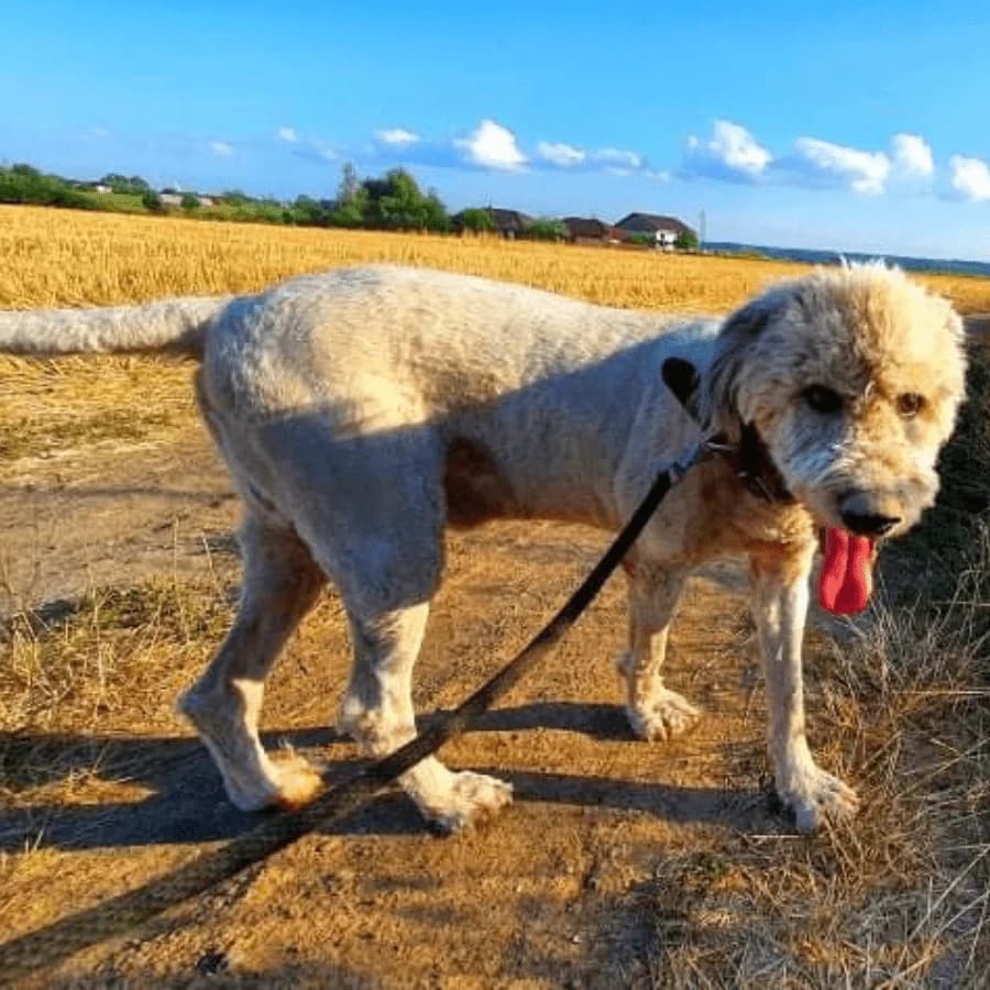 BILU (aa), male senior Mixed Breed for adoption at Stray2Me Rescue