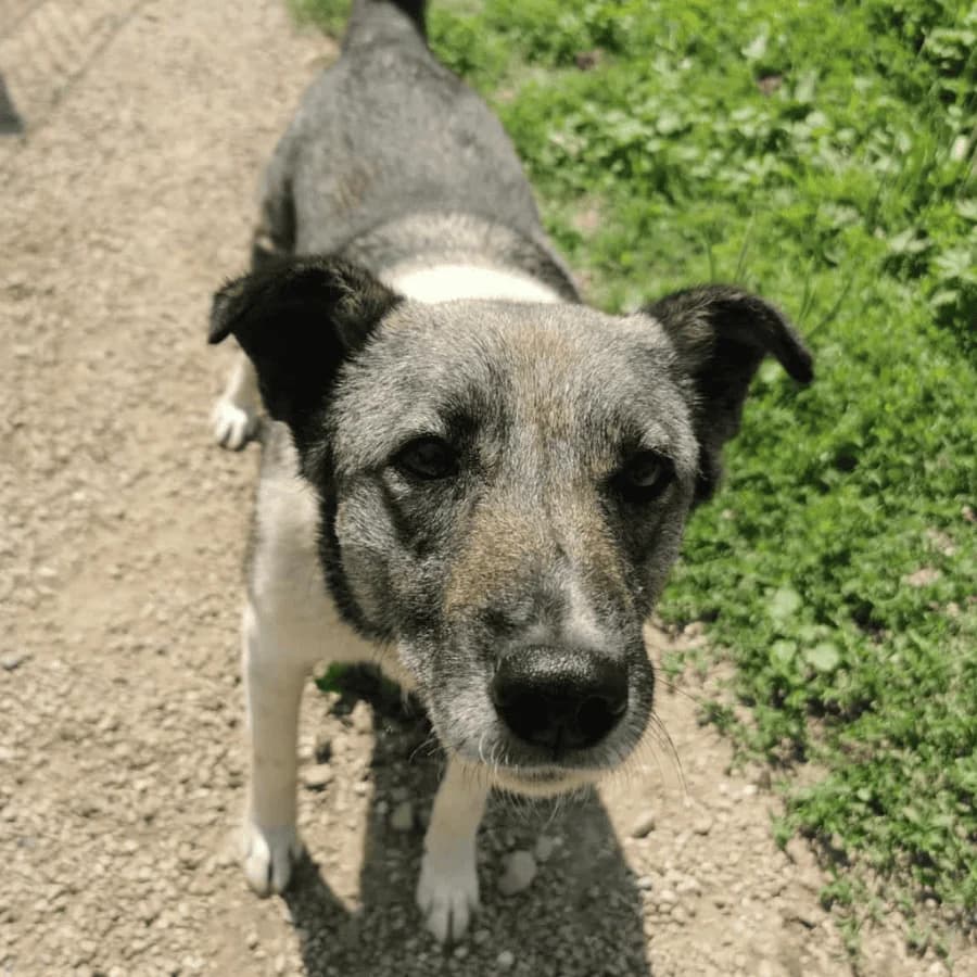 BRITTA (ab), female 3yo Mixed Breed for adoption at Stray2Me Rescue