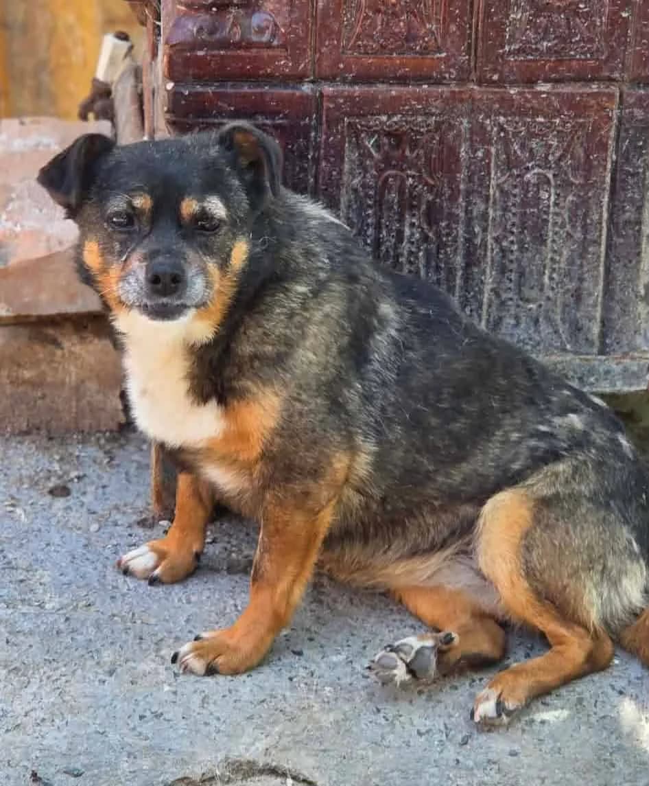 BUBU (lb), female puppy Mixed Breed for adoption at Stray2Me Rescue