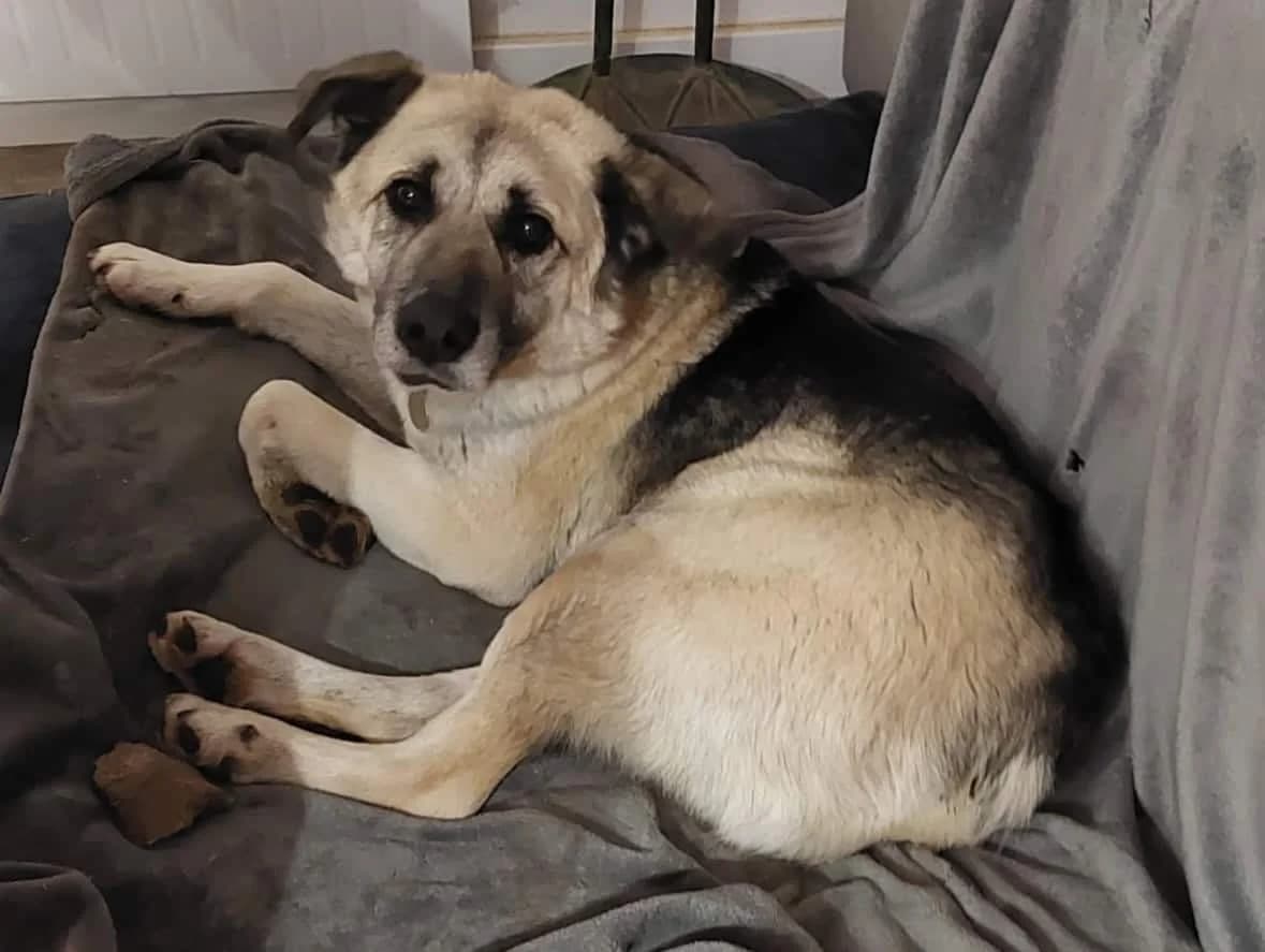 BUDDY (ab), male 7yo Mixed Breed for adoption at Stray2Me Rescue