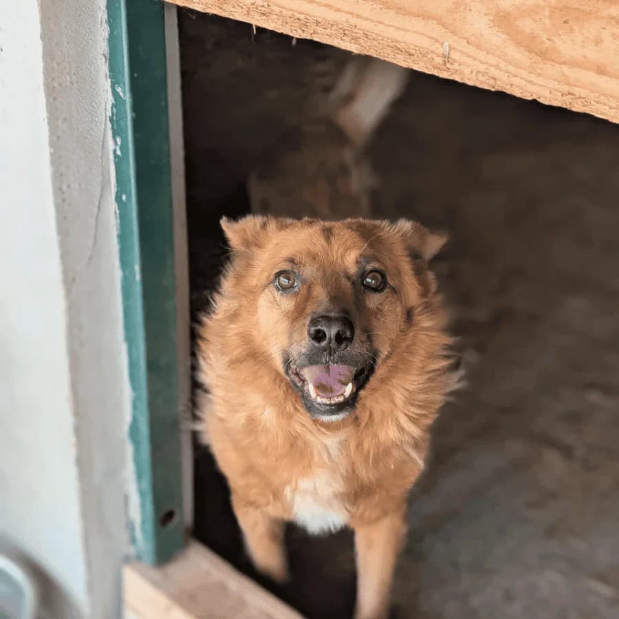 FOREST (milo), male 6yo Mixed Breed for adoption at Stray2Me Rescue