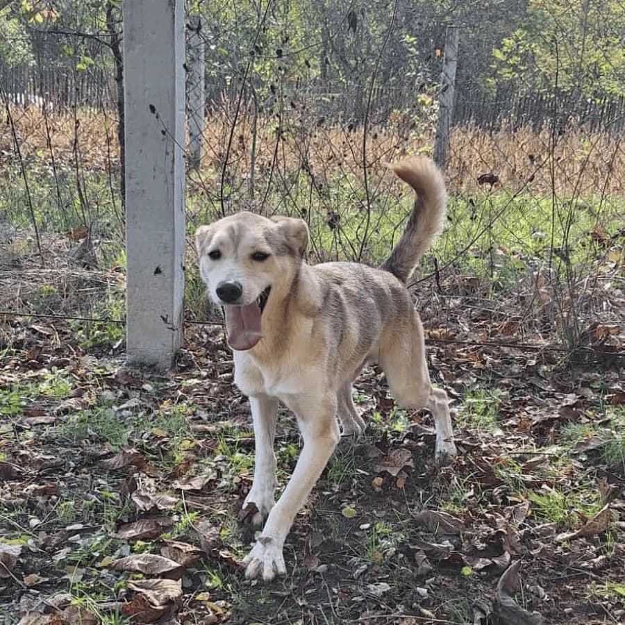 FRAM (ab), male 5yo Mixed Breed for adoption at Stray2Me Rescue