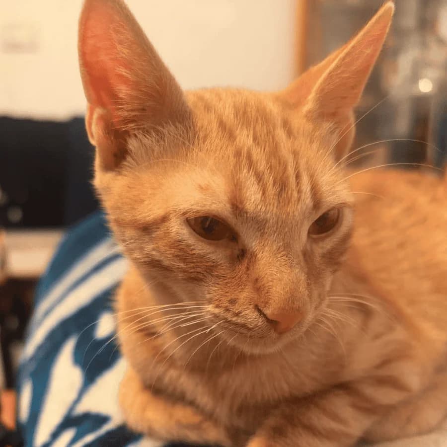 GARFIELD, male young Mixed Breed for adoption at Stray2Me Rescue