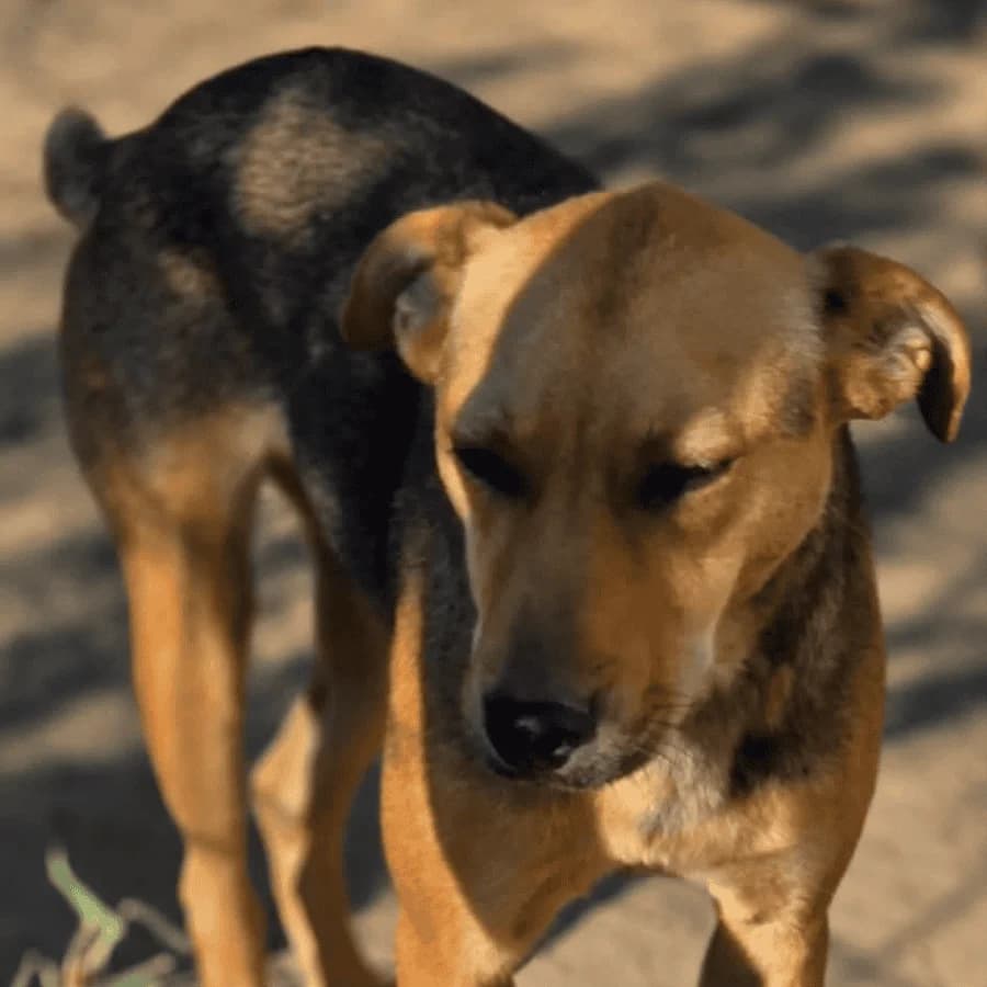 GINA (lB), female young Mixed Breed for adoption at Stray2Me Rescue