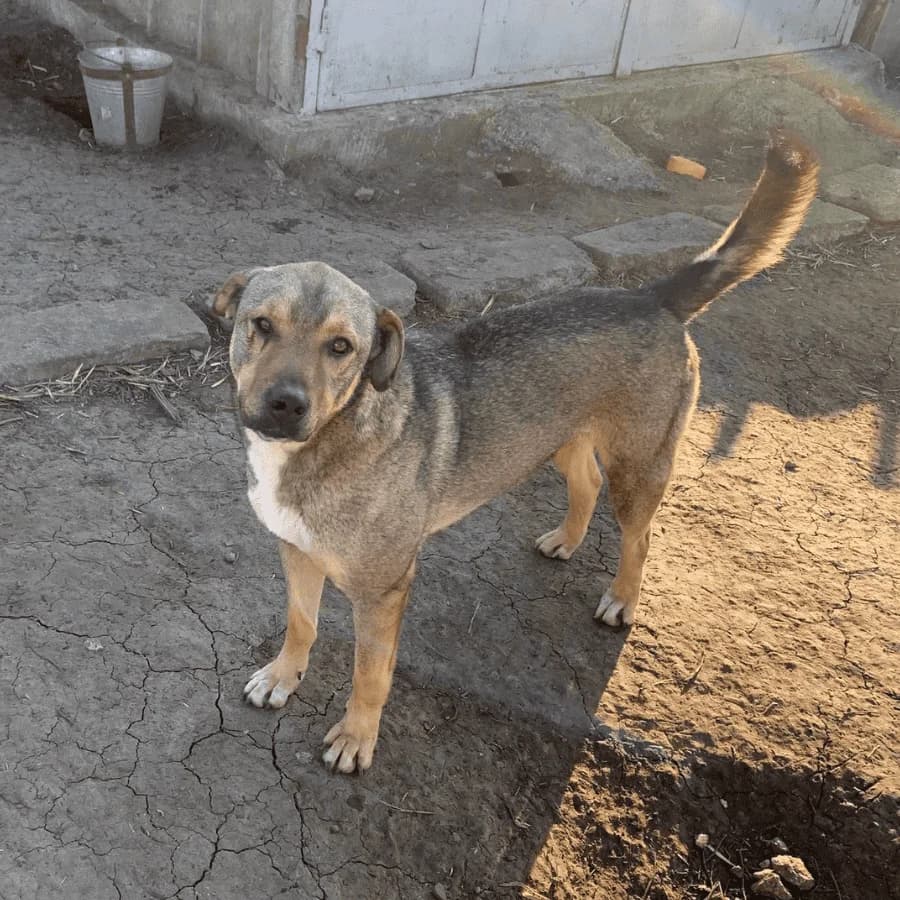 HENRY (gua), male 4yo Mixed Breed for adoption at Stray2Me Rescue