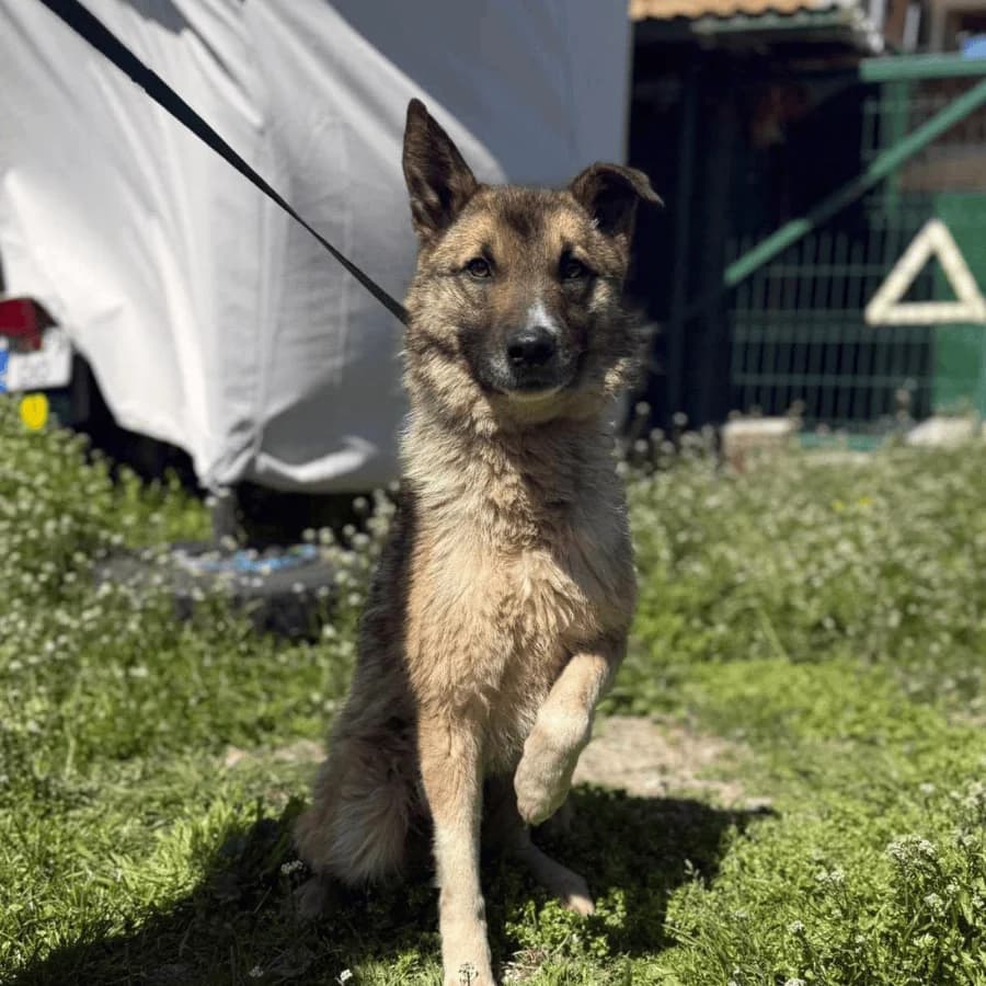 HOPE (ap), female 4yo Mixed Breed for adoption at Stray2Me Rescue
