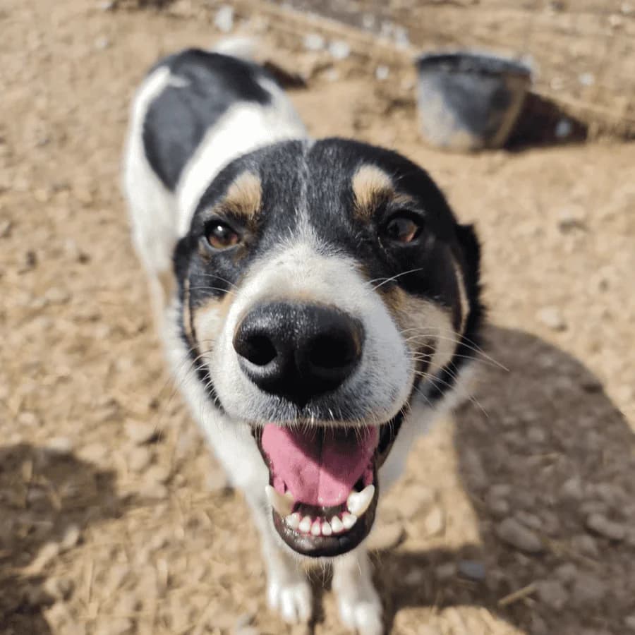 JACKIE (fa), male 3yo Mixed Breed for adoption at Stray2Me Rescue