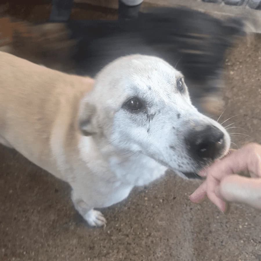 JASPER (rra), male senior Mixed Breed for adoption at Stray2Me Rescue