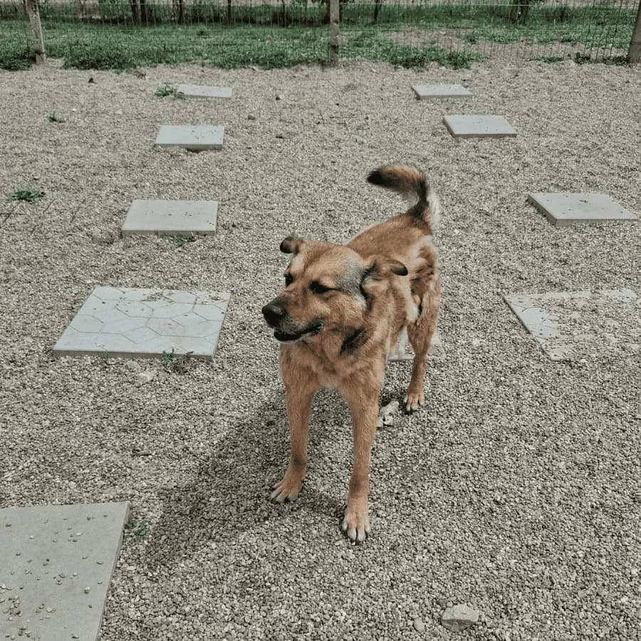 LACKY (milo), male puppy Mixed Breed for adoption at Stray2Me Rescue