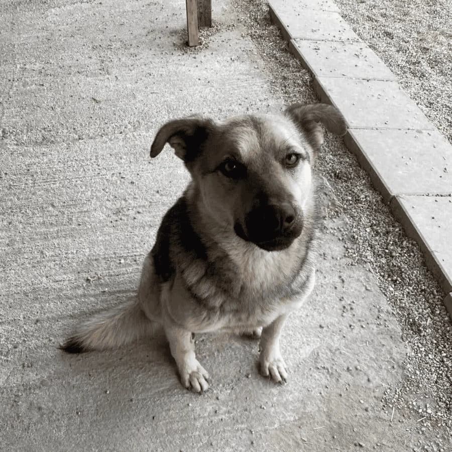 LOV (milo), male Mixed Breed for adoption at Stray2Me Rescue