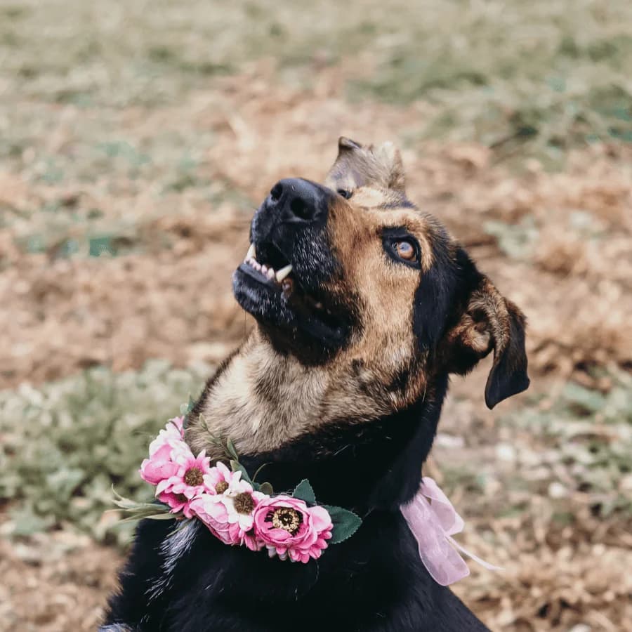 MAGGIE (ab), female 4yo Mixed Breed for adoption at Stray2Me Rescue