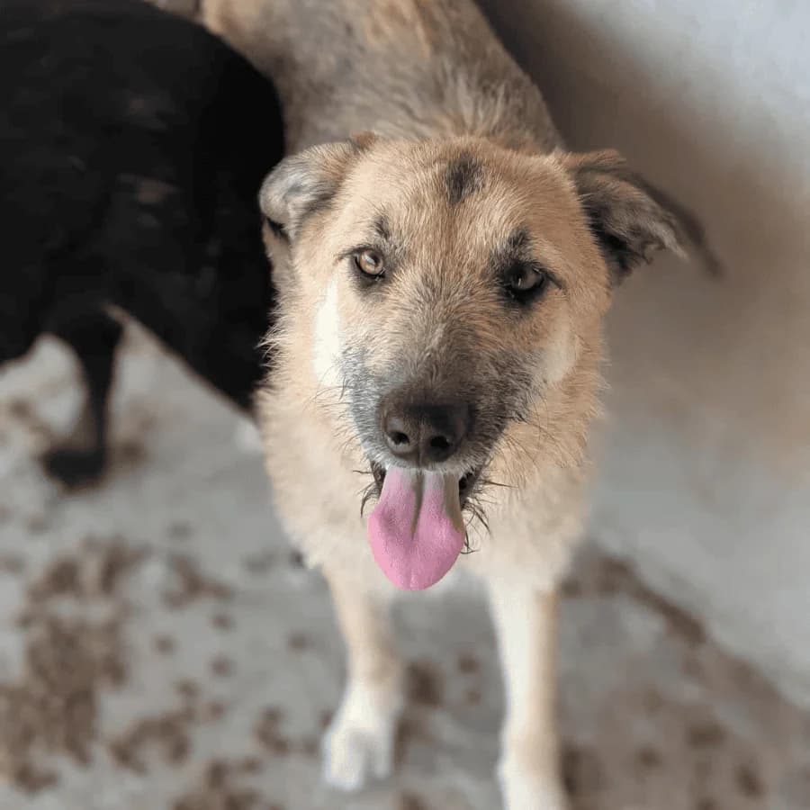 MARA (milo), female young Mixed Breed for adoption at Stray2Me Rescue