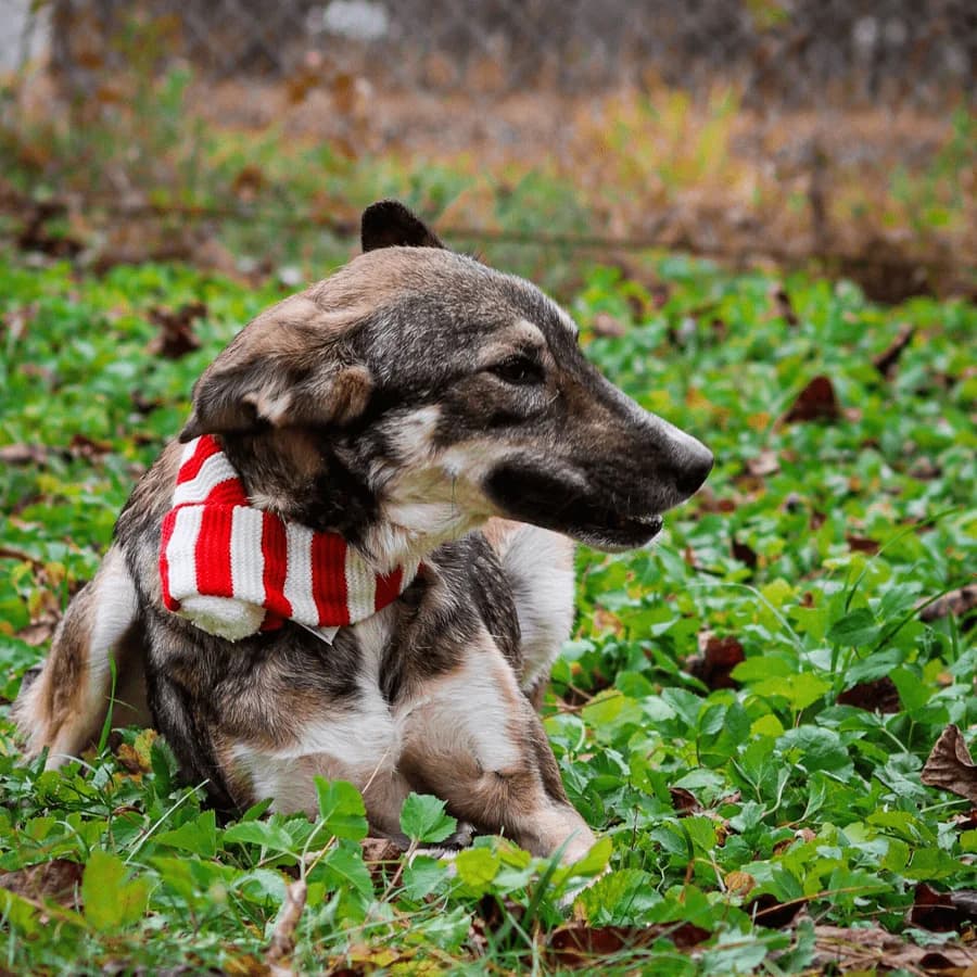 MAYA (ab), female puppy Mixed Breed for adoption at Stray2Me Rescue