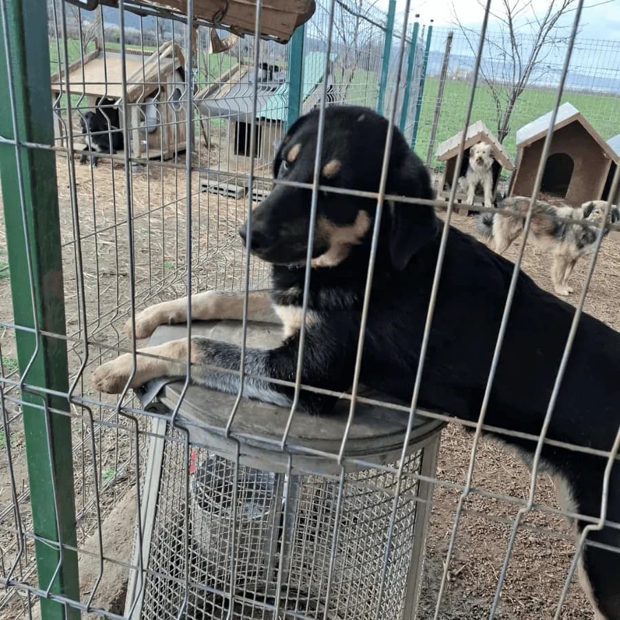 MIKY (milo), male young Mixed Breed for adoption at Stray2Me Rescue