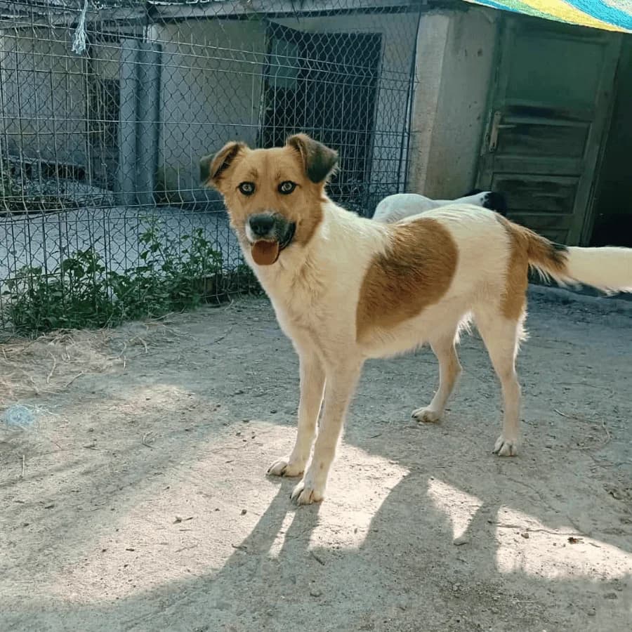 MONICA, female Mixed Breed for adoption at Stray2Me Rescue