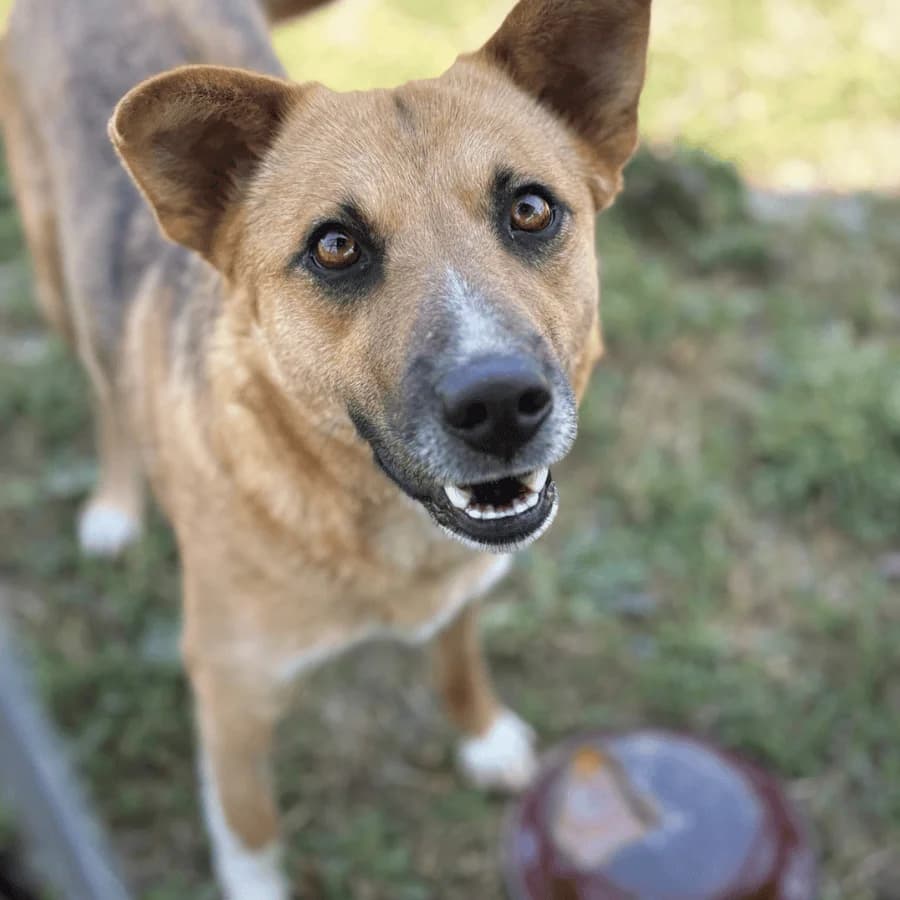 NALA, female young Mixed Breed for adoption at Stray2Me Rescue