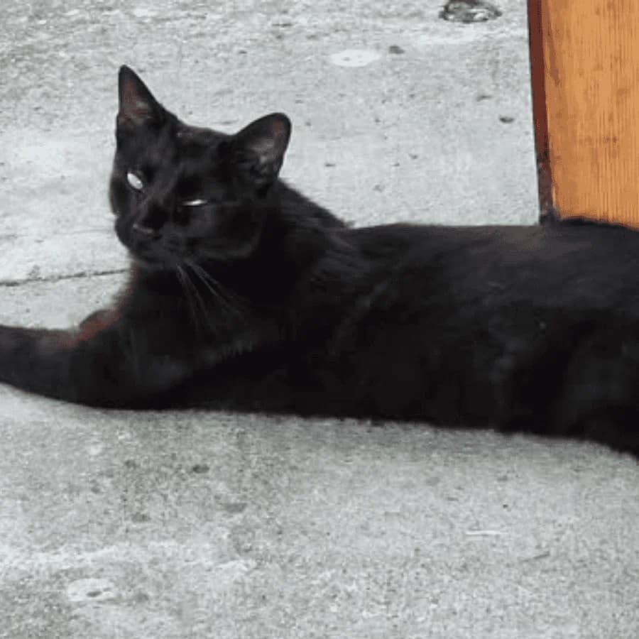 NEKO (aa), female young Mixed Breed for adoption at Stray2Me Rescue