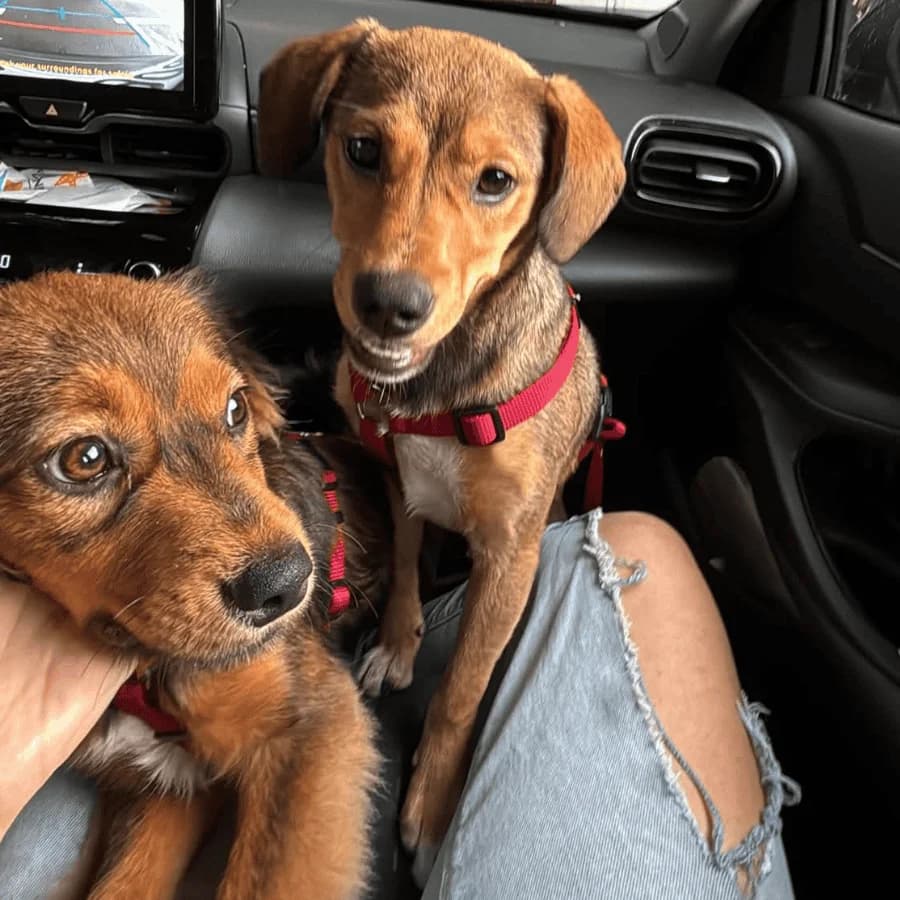 NINA & NONA (ab), female Mixed Breed for adoption at Stray2Me Rescue