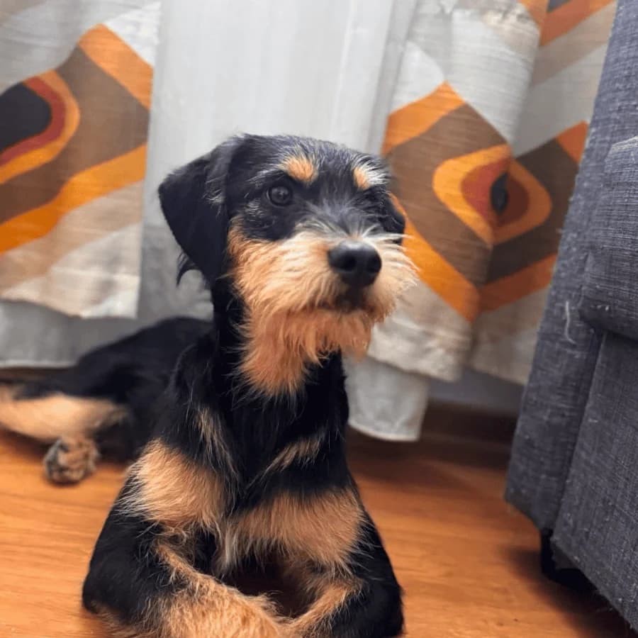 OSCAR (ab), male Mixed Breed for adoption at Stray2Me Rescue