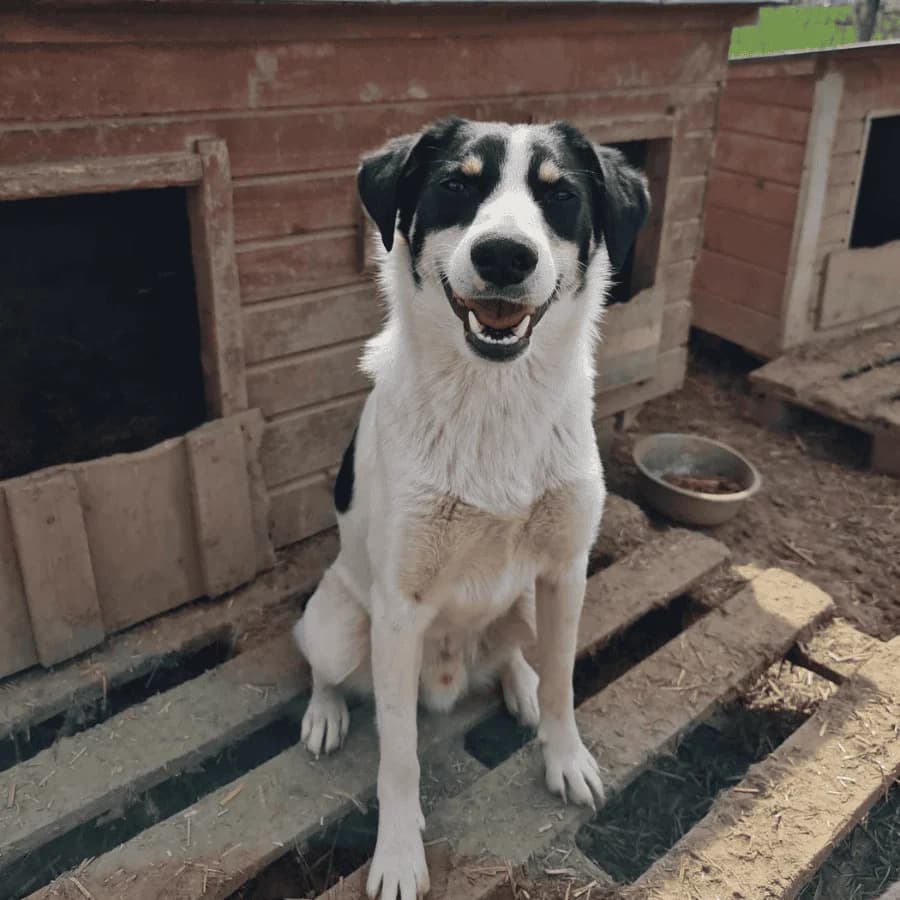 PONGO (fa), male 3yo Mixed Breed for adoption at Stray2Me Rescue