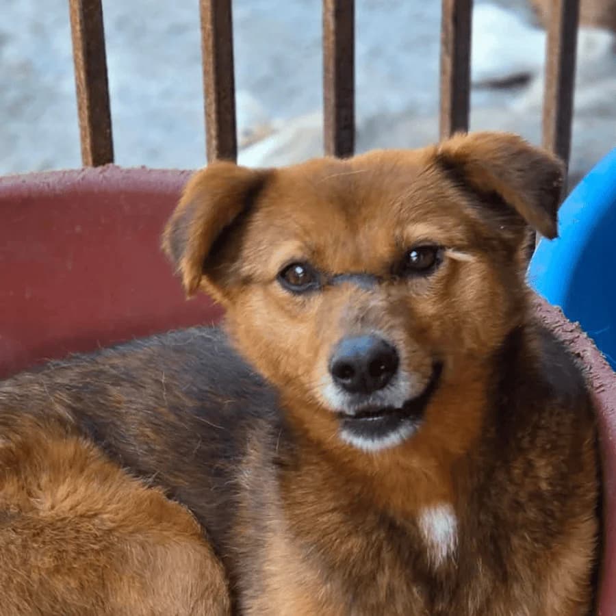 REMY (lB), male 7yo Mixed Breed for adoption at Stray2Me Rescue