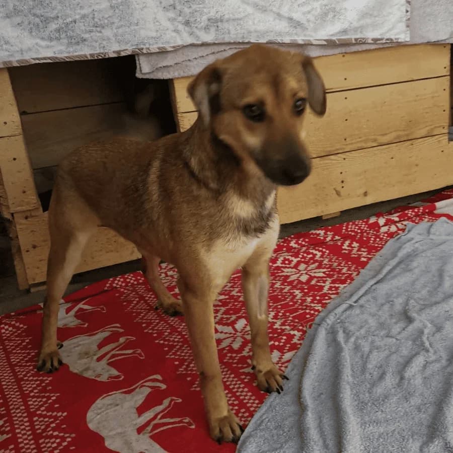 REX (fk), male Mixed Breed for adoption at Stray2Me Rescue