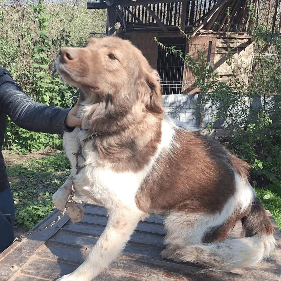 ROLO (ab), male senior Mixed Breed for adoption at Stray2Me Rescue