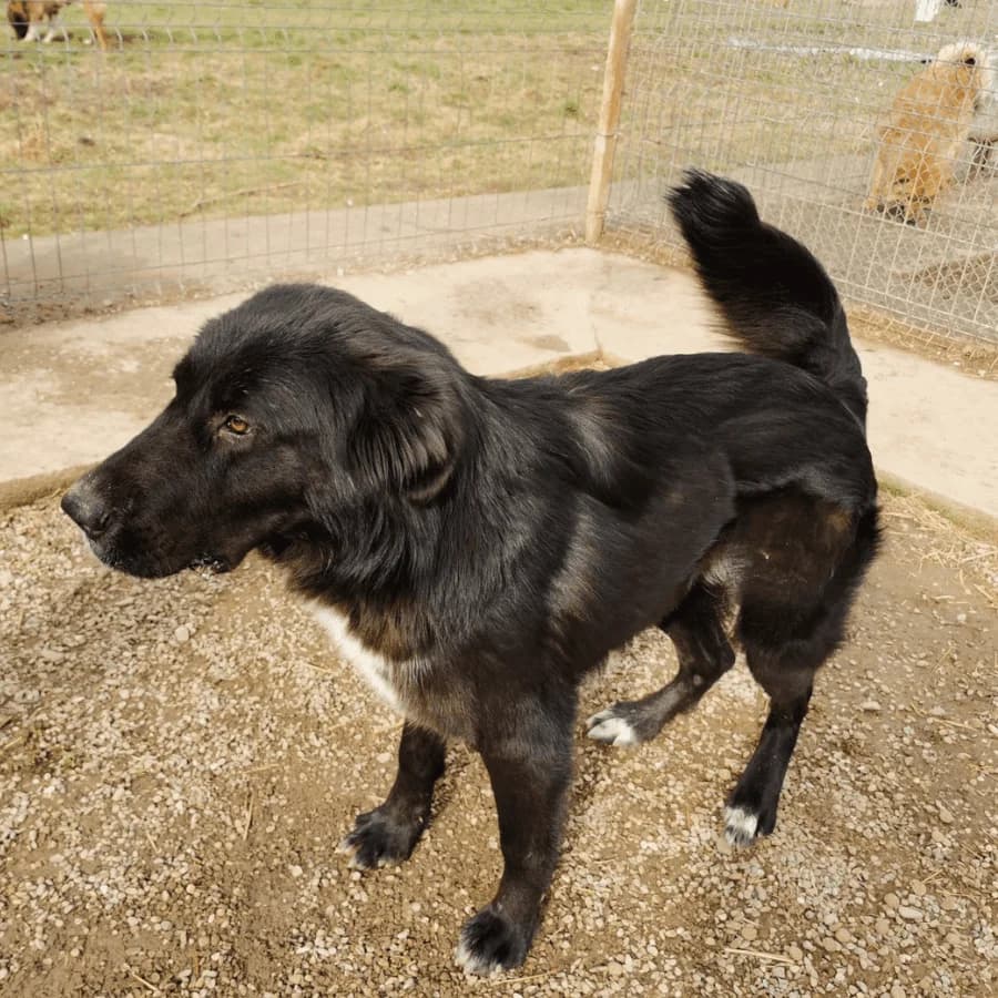 SAGE (ab), female 4yo Mixed Breed for adoption at Stray2Me Rescue