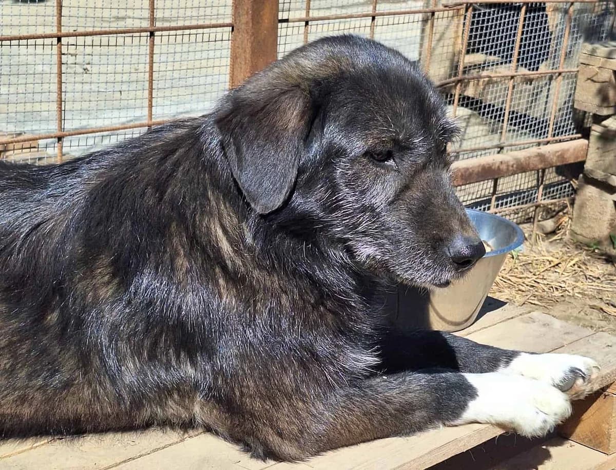 VERRA (lb), female young Mixed Breed for adoption at Stray2Me Rescue