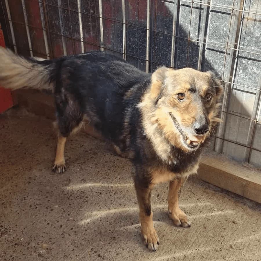 YASMIN, female Mixed Breed for adoption at Stray2Me Rescue