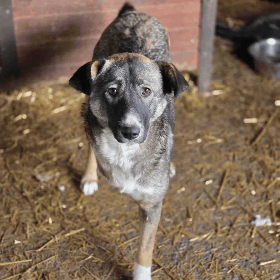 ZARA (lB), female 3yo Mixed Breed for adoption at Stray2Me Rescue